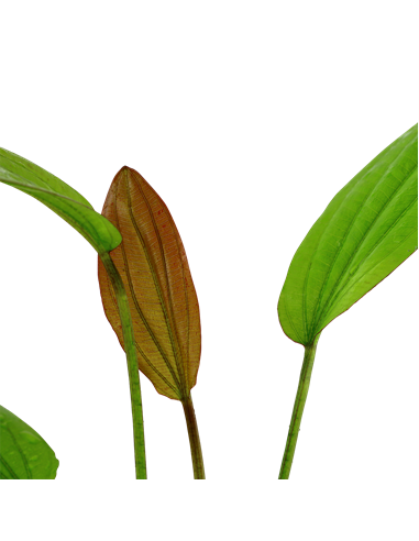 Echinodorus 'Rosé'