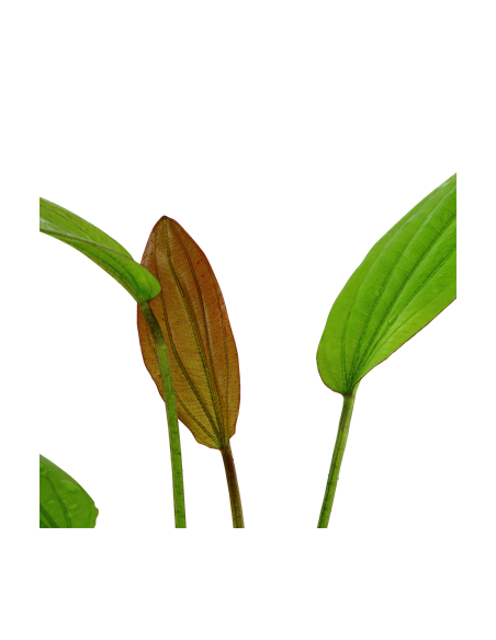 Echinodorus 'Rosé'