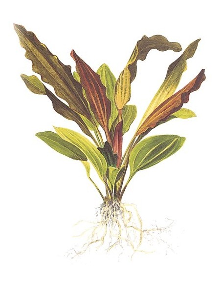 Echinodorus 'Rosé'