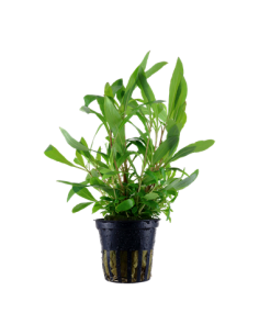 Hygrophila corymbosa 'Siamensis 53B' 2