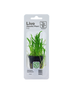 Lilaeopsis brasiliensis