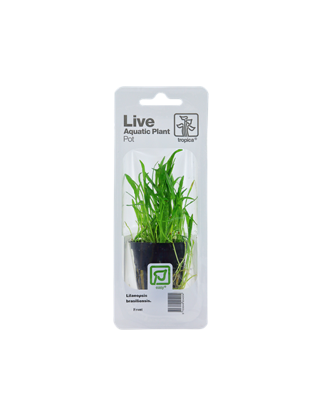 Lilaeopsis brasiliensis