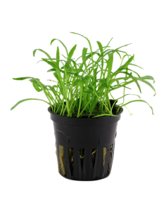 Lilaeopsis brasiliensis 2