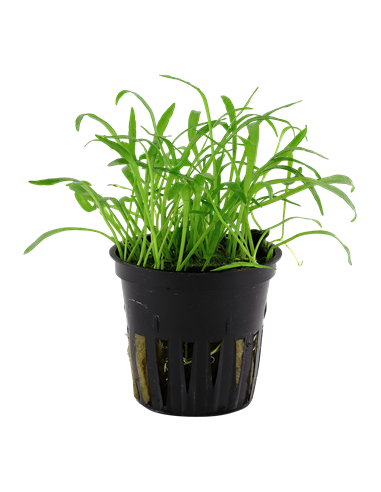 Lilaeopsis brasiliensis