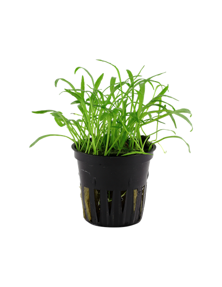 Lilaeopsis brasiliensis