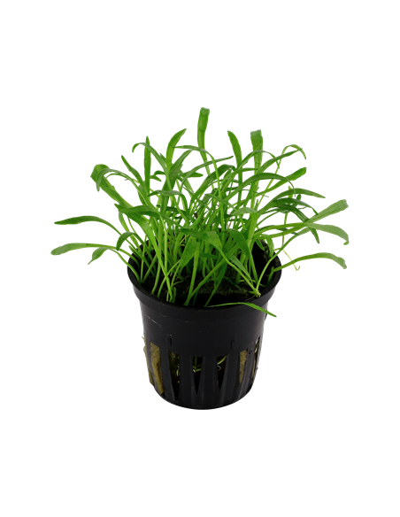 Lilaeopsis brasiliensis