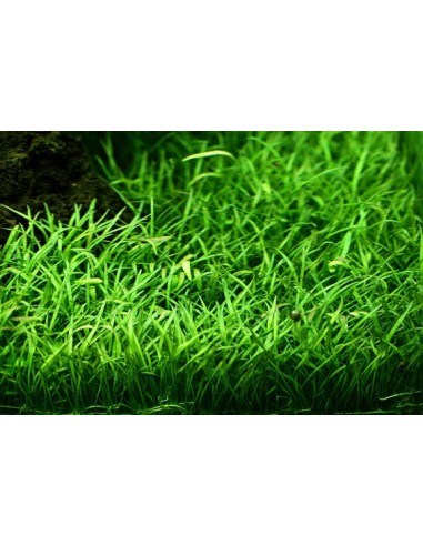 Lilaeopsis brasiliensis