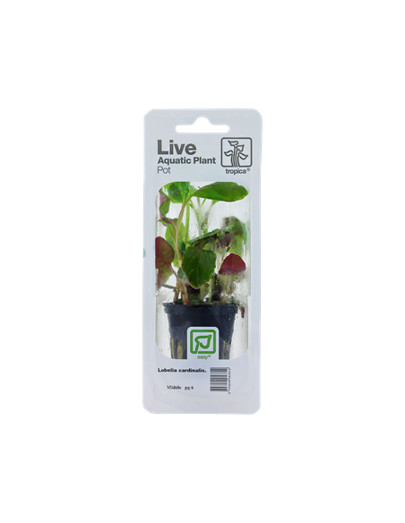 Lobelia cardinalis