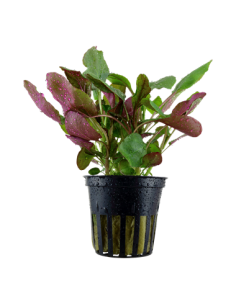 Lobelia cardinalis 2