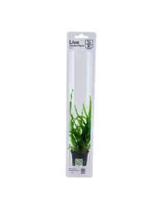 Microsorum pteropus 'Narrow'