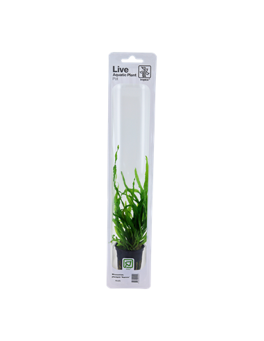 Microsorum pteropus 'Narrow'