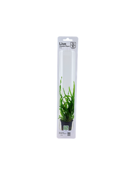 Microsorum pteropus 'Narrow'