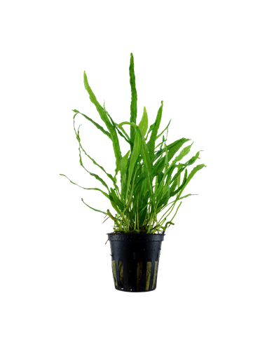 Microsorum pteropus 'Narrow'