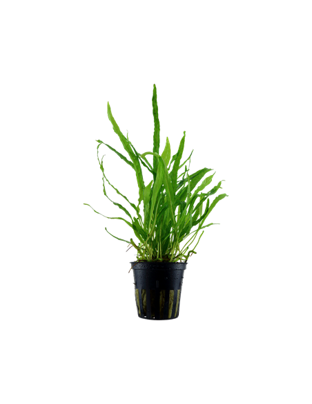 Microsorum pteropus 'Narrow'