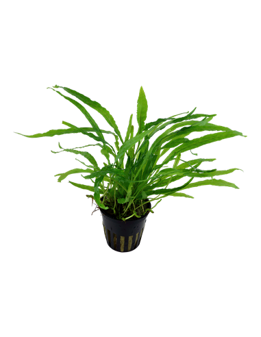 Microsorum pteropus 'Narrow'