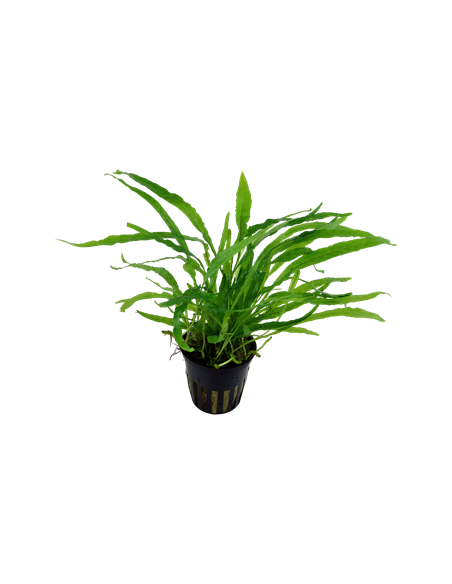 Microsorum pteropus 'Narrow'