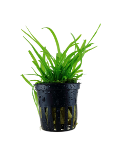 Sagittaria subulata 2