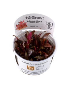 Alternanthera reineckii 'Mini'