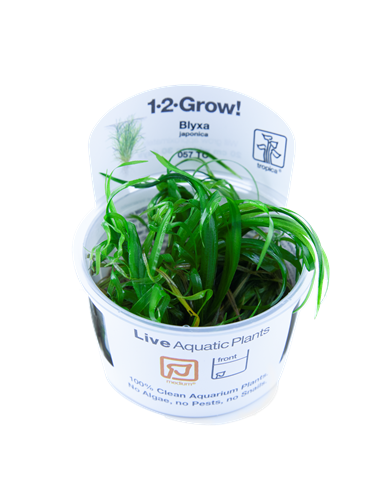 Blyxa japonica