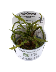 Cryptocoryne crispatula