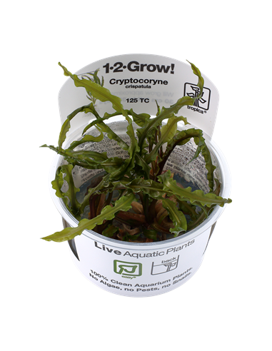Cryptocoryne crispatula