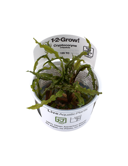 Cryptocoryne crispatula
