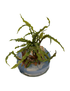 Cryptocoryne crispatula 2