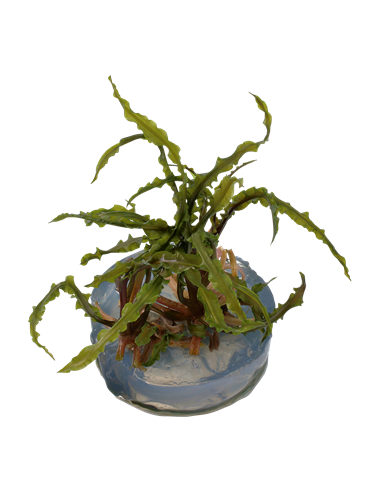 Cryptocoryne crispatula