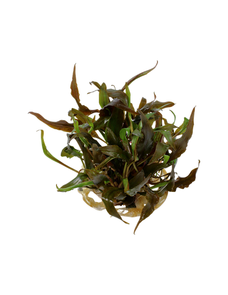 Cryptocoryne undulatus 'Red'