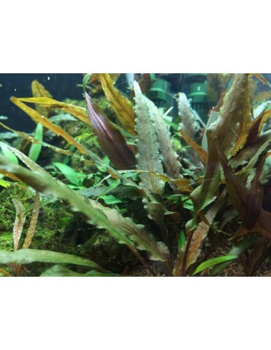 Cryptocoryne undulatus 'Red'