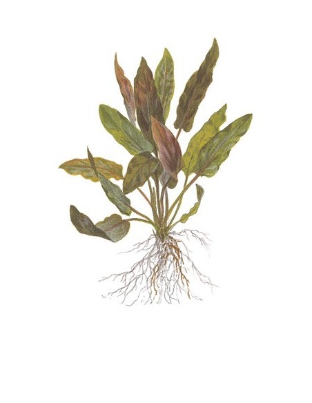 Cryptocoryne undulatus 'Red'