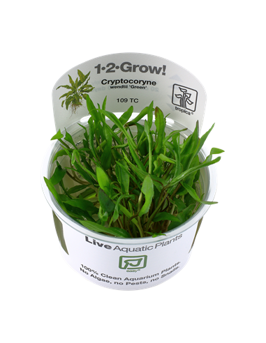 Cryptocoryne wendtii 'Green'