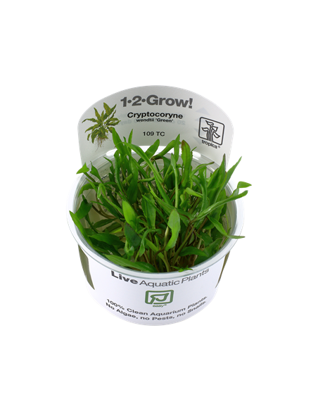 Cryptocoryne wendtii 'Green'