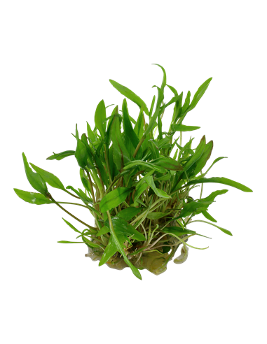 Cryptocoryne wendtii 'Green'