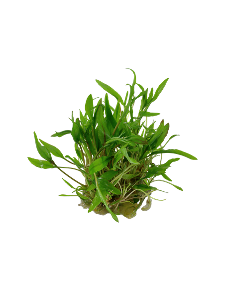 Cryptocoryne wendtii 'Green'