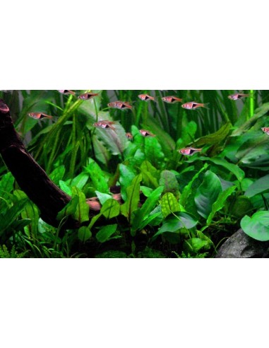 Cryptocoryne wendtii 'Green'