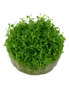 Elatine hydropiper 2