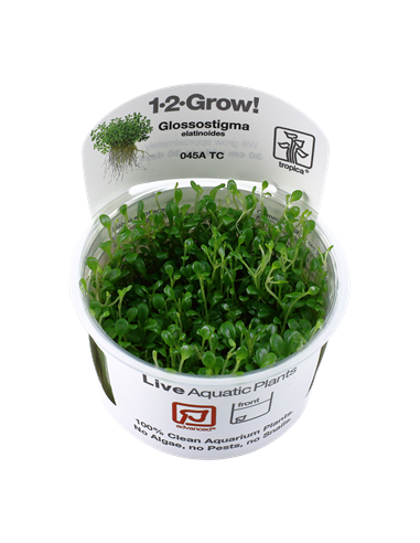 Glossostigma elatinoides