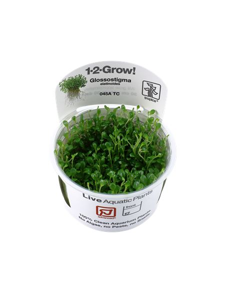 Glossostigma elatinoides