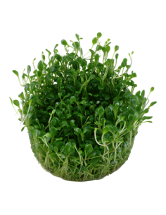 Glossostigma elatinoides 2