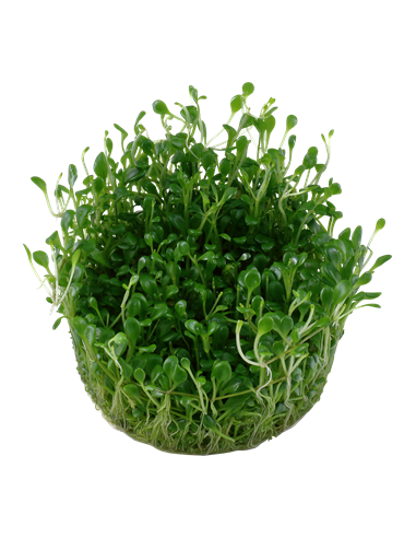 Glossostigma elatinoides