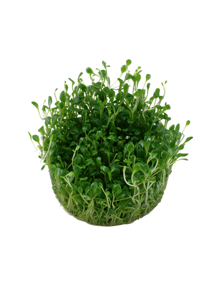 Glossostigma elatinoides