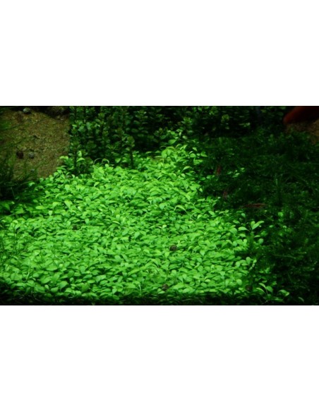 Glossostigma elatinoides