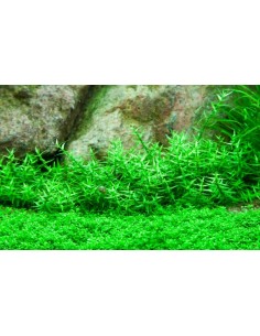 Gratiola viscidula 2