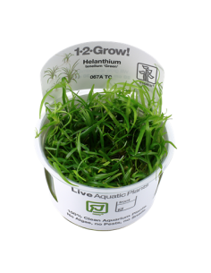 Helanthium tenellum 'Green'