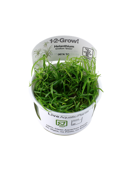 Helanthium tenellum 'Green'
