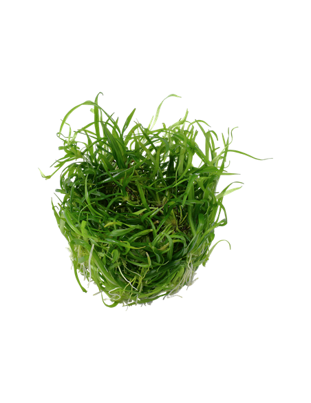 Helanthium tenellum 'Green'