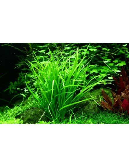 Helanthium tenellum 'Green'