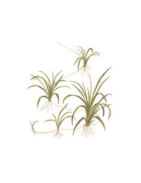 Helanthium tenellum 'Green'