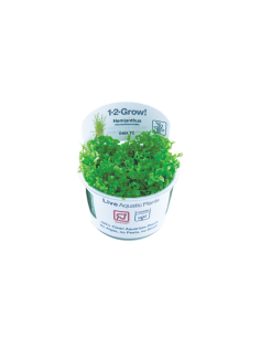 Hemianthus micranthemoides